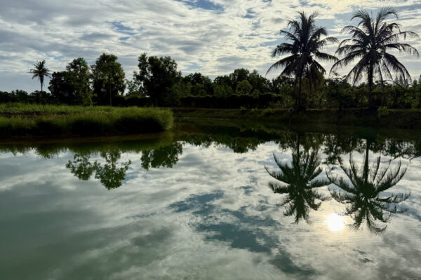 Palms reflected in the pond